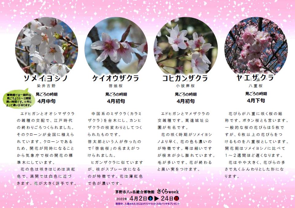 八ヶ岳総合博物館の周辺に咲くさくらの種類の説明