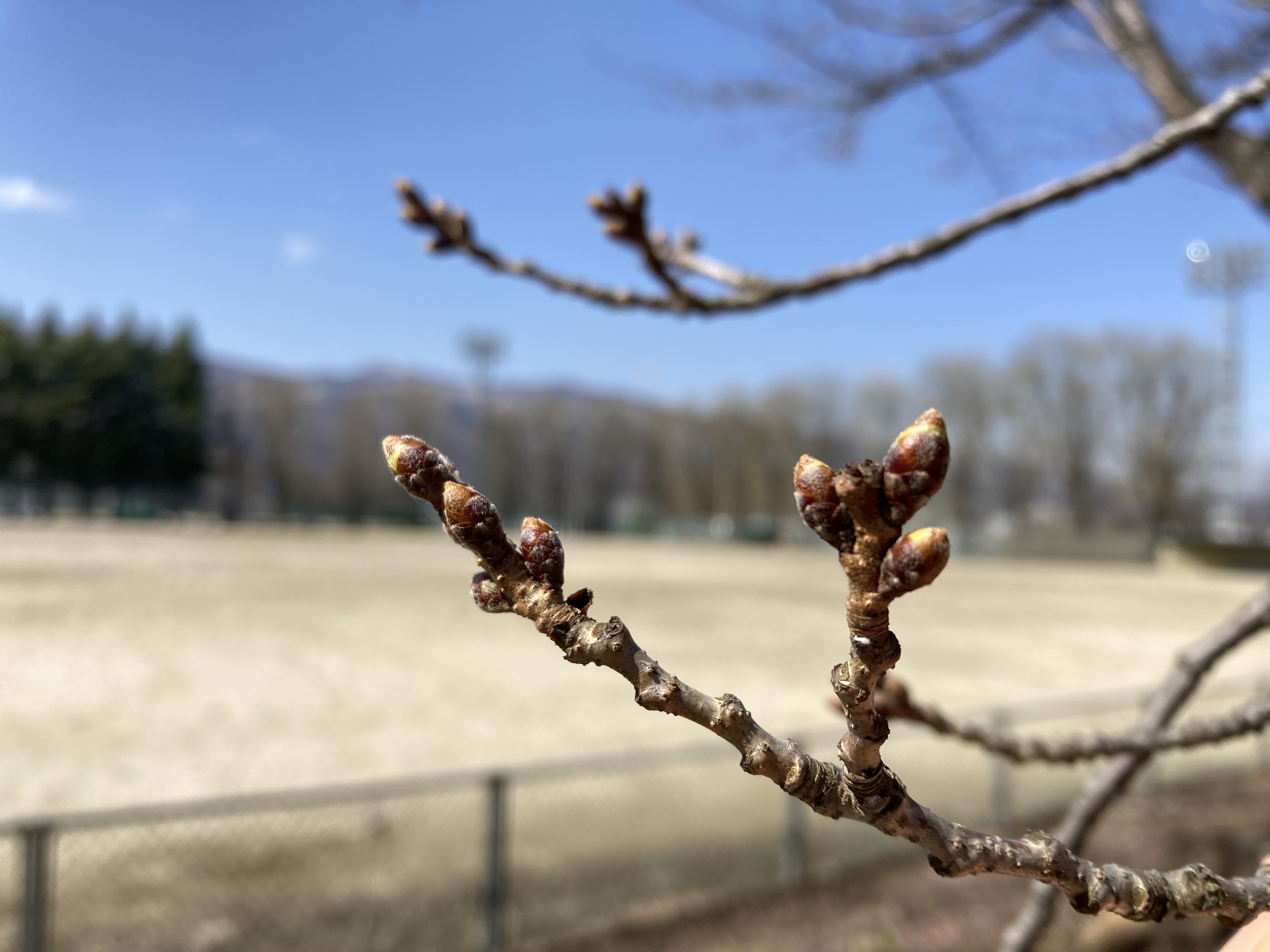 令和4年3月24日撮影　茅野市運動公園の桜は、つぼみ