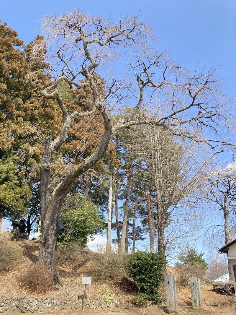 令和4年3月24日撮影　古御堂の桜は、つぼみ