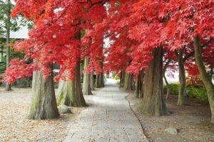 令和3年11月5日撮影　長円寺