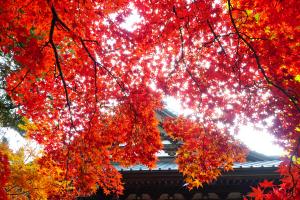 令和3年11月5日撮影　長円寺