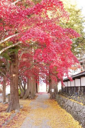 令和3年11月12日撮影　長円寺