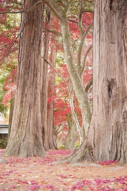 令和3年11月12日撮影　