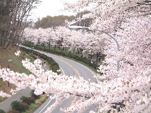 公園線桜並木