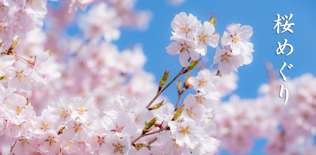 桜めぐり