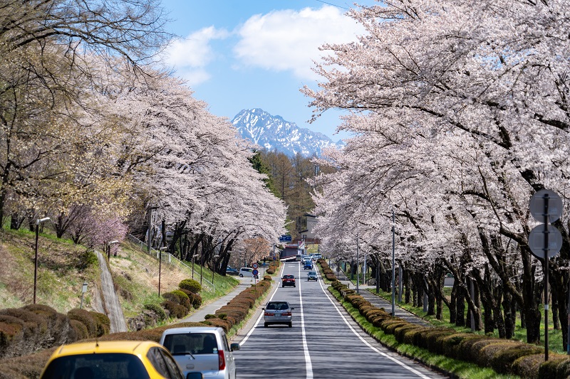 運動公園通りの桜並木