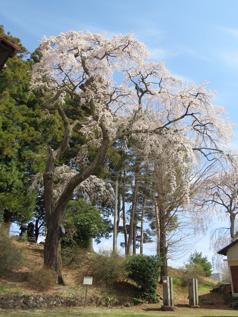 古御堂の枝垂桜