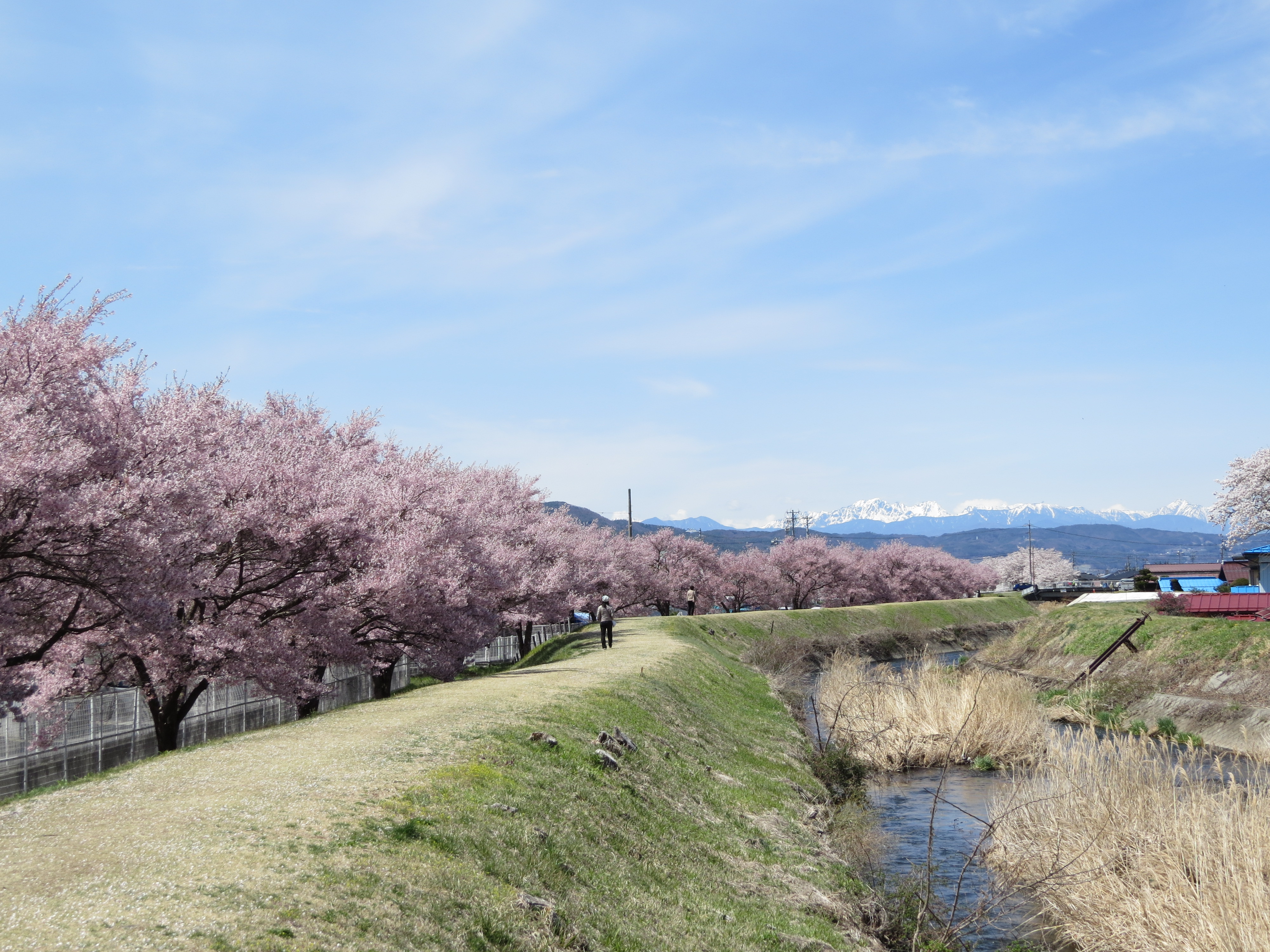 宮川左岸沿いの桜並木