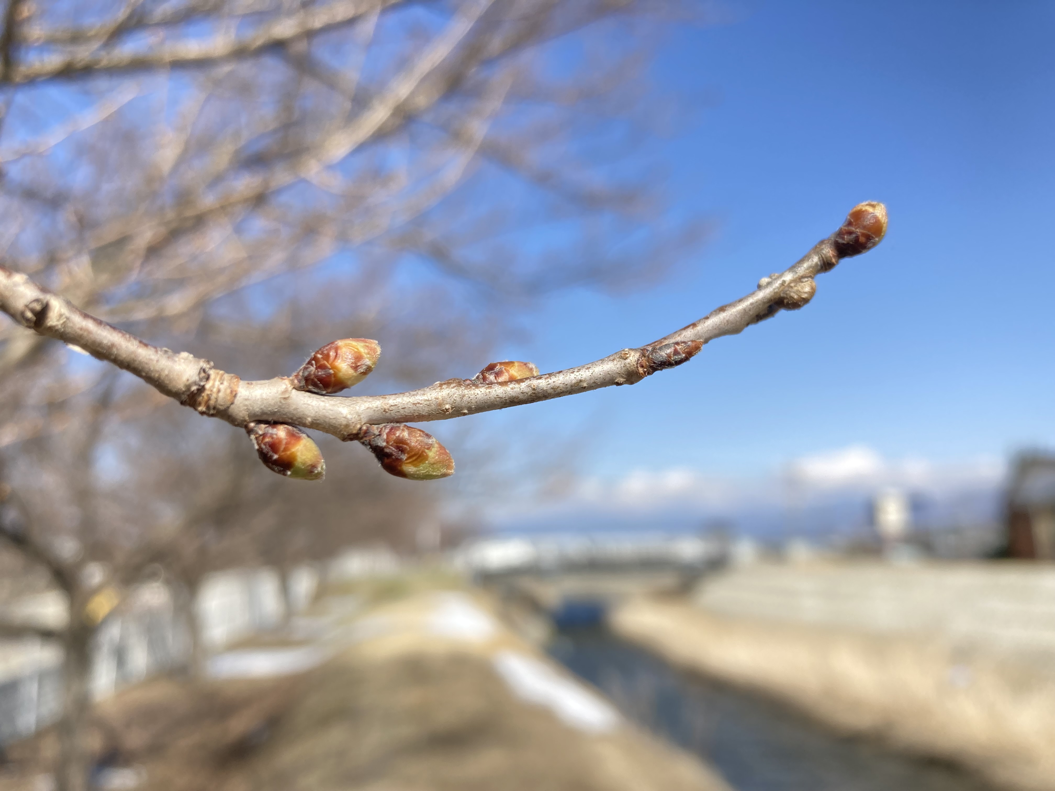 令和4年3月24日撮影　宮川左岸沿いの桜開花状況