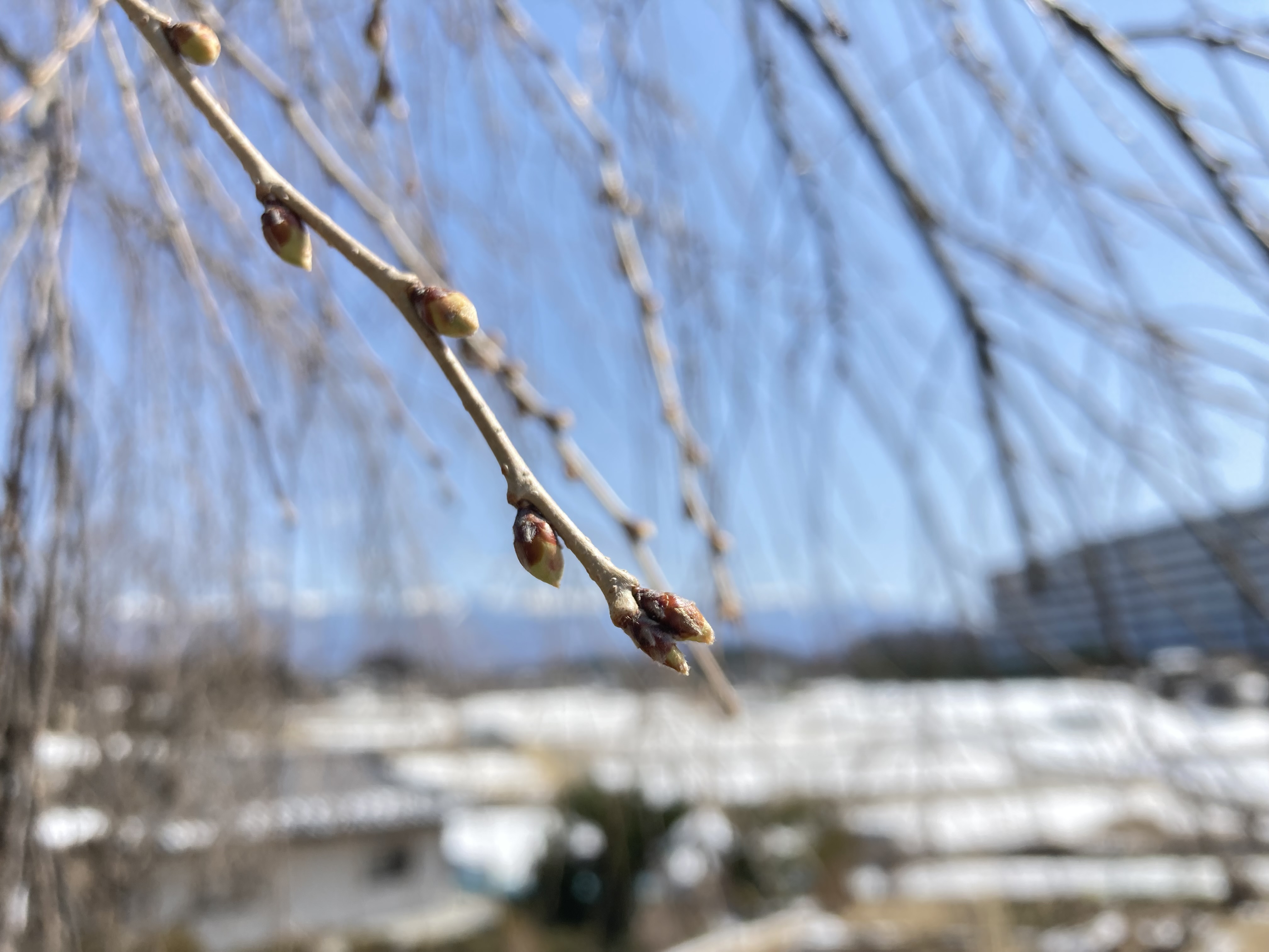 令和4年3月24日撮影　下菅沢の祖霊桜は、つぼみです