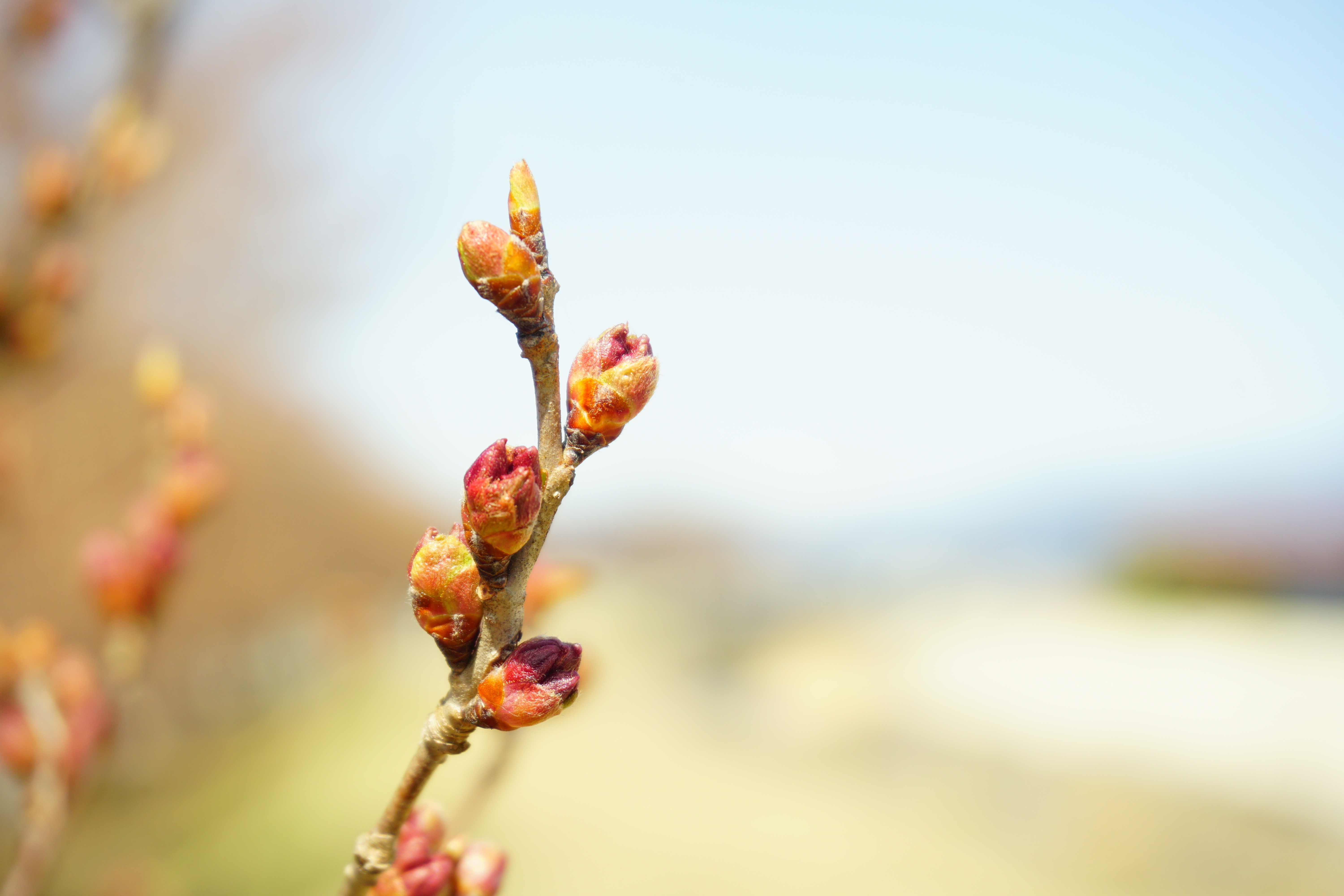 令和4年3月30日撮影　宮川左岸沿いの桜。蕾から花が顔を出し始めています。