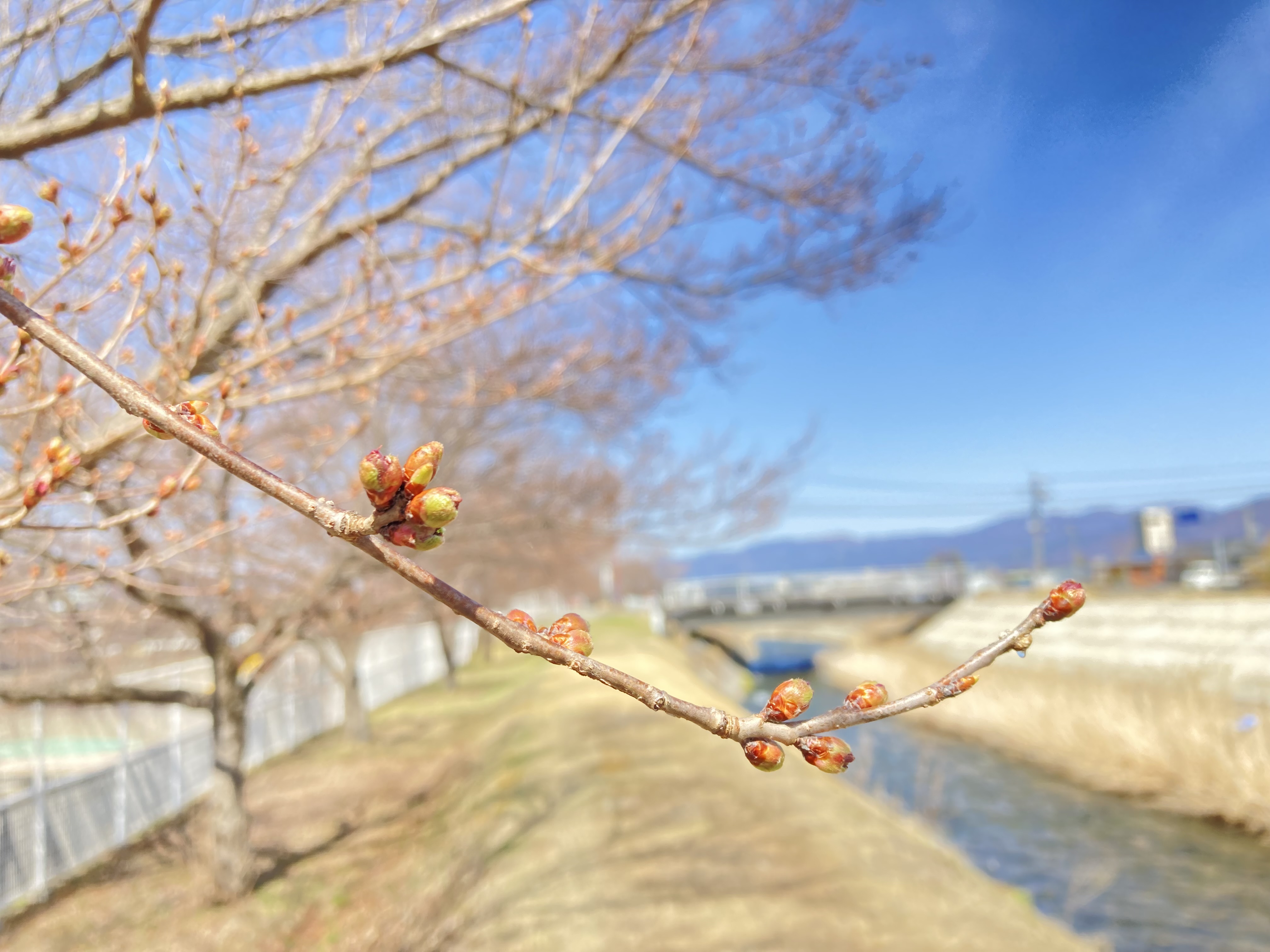 令和4年3月30日撮影　宮川左岸沿いの桜。蕾から花が顔を出し始めています。