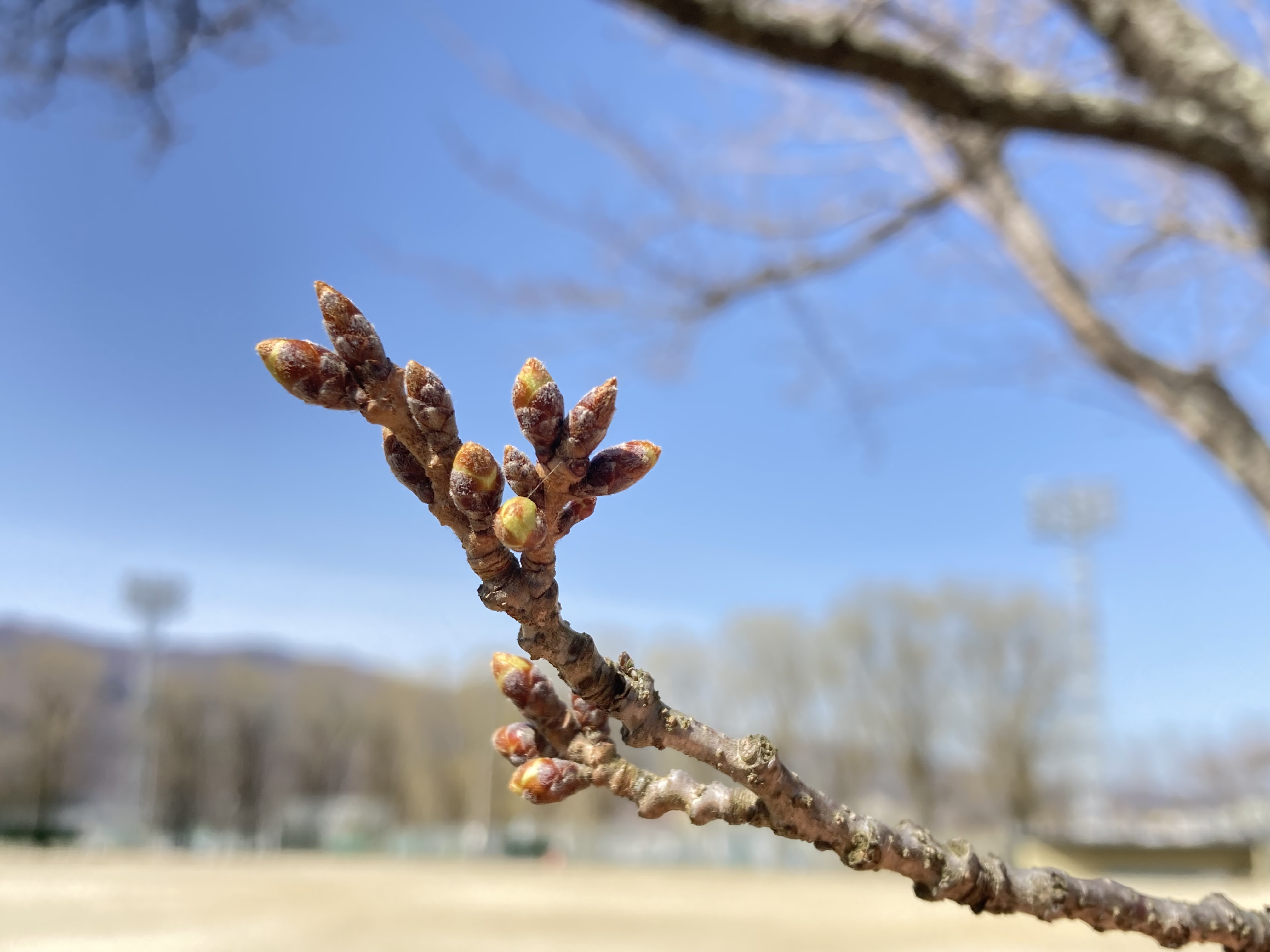 令和4年3月30日撮影　茅野市運動公園の桜。蕾はまだ硬そうです。