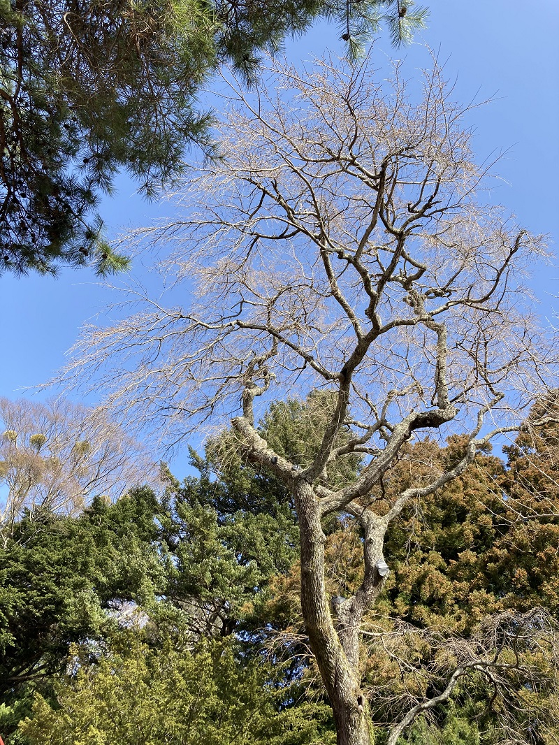 令和4年3月30日撮影　古御堂の枝垂桜。