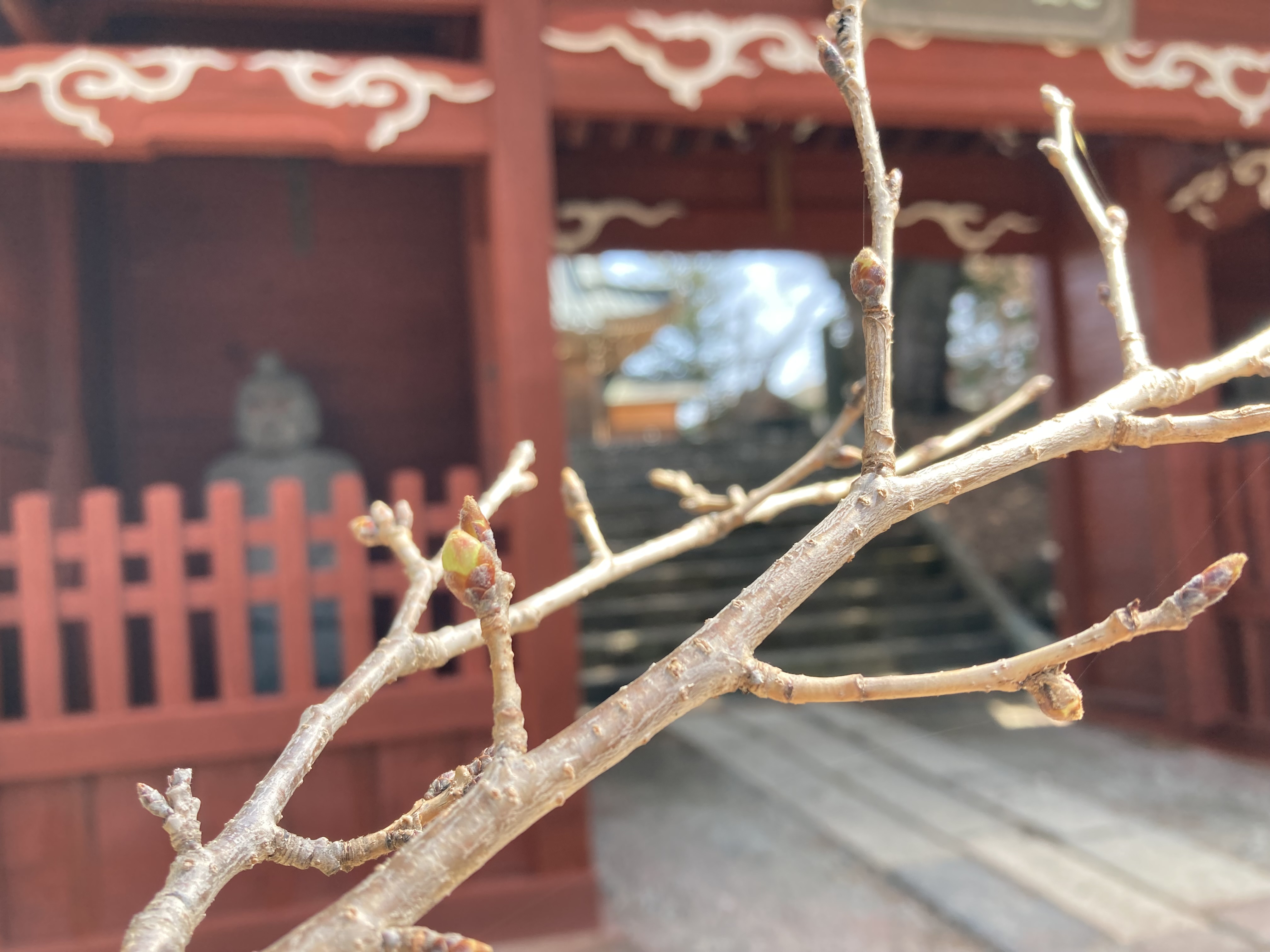 令和4年3月30日撮影　粟沢観音の桜。まだ蕾が硬そうです。