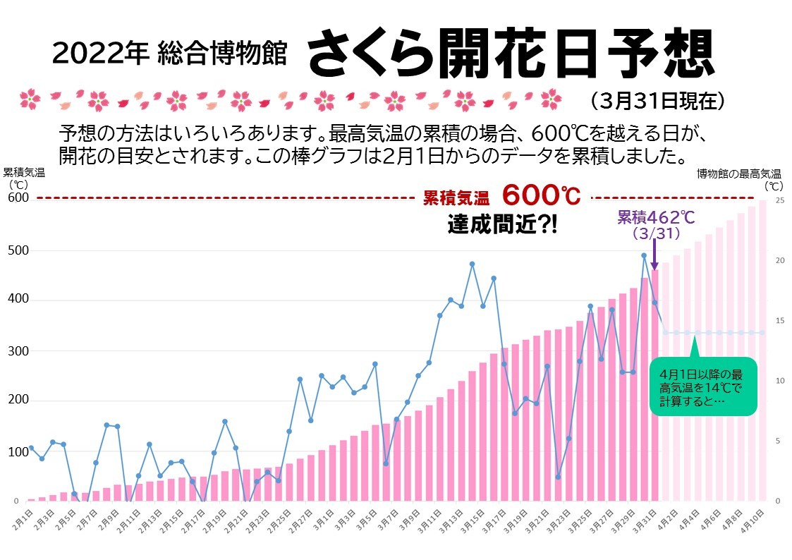 八ヶ岳総合博物館の桜　開花予想グラフ