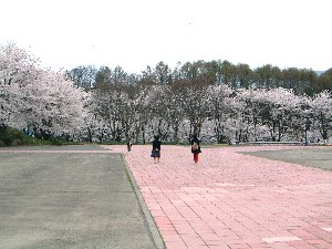 春は桜がきれいです