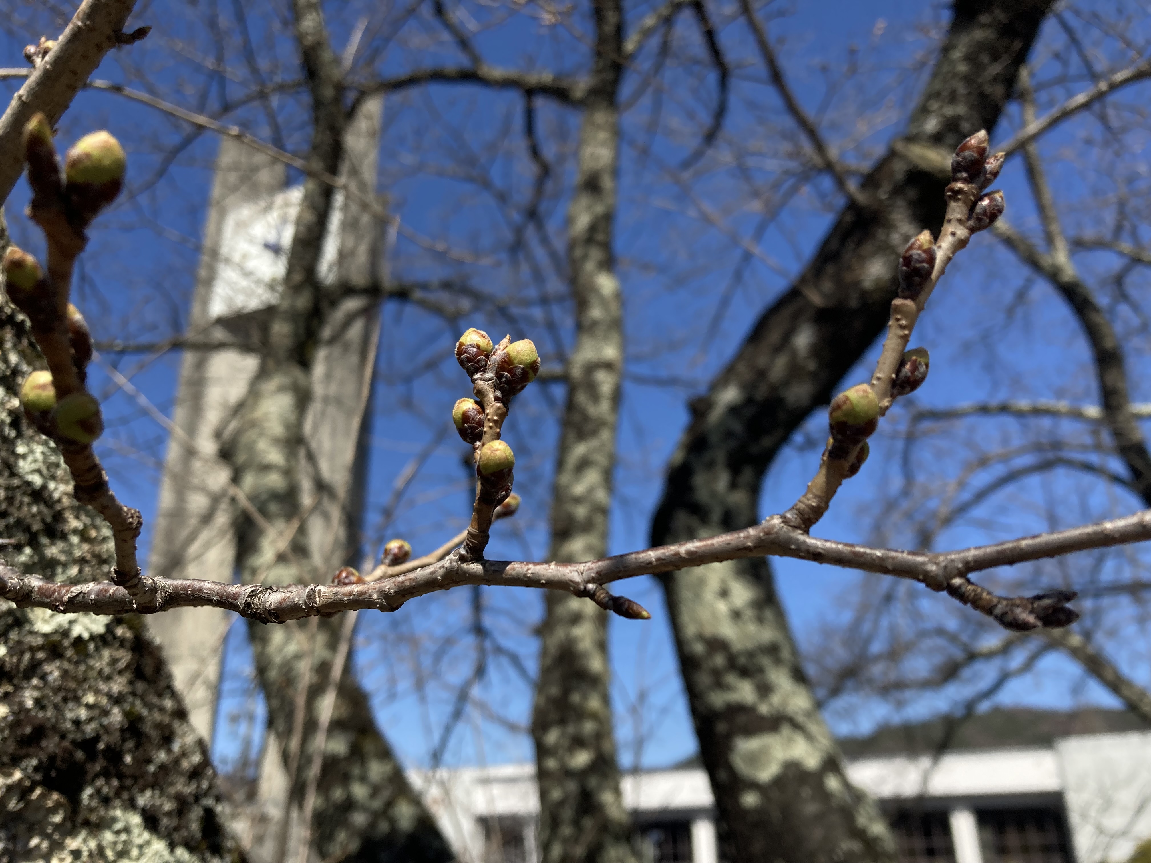 令和4年4月5日撮影　茅野市運動公園の桜は、つぼみです。
