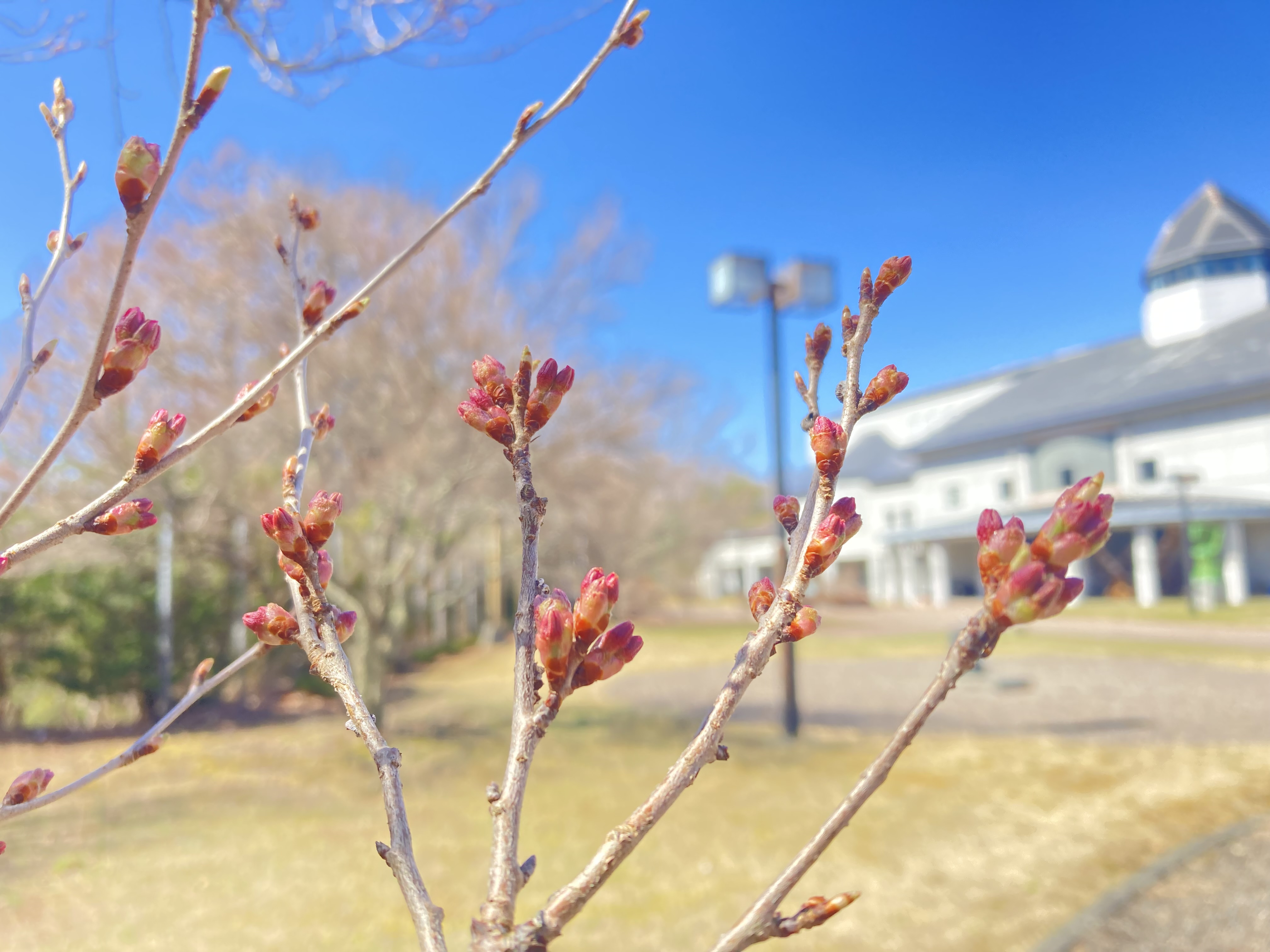 令和4年4月5日撮影　八ヶ岳総合博物館のコヒガンザクラは、蕾から花が出始めています。
