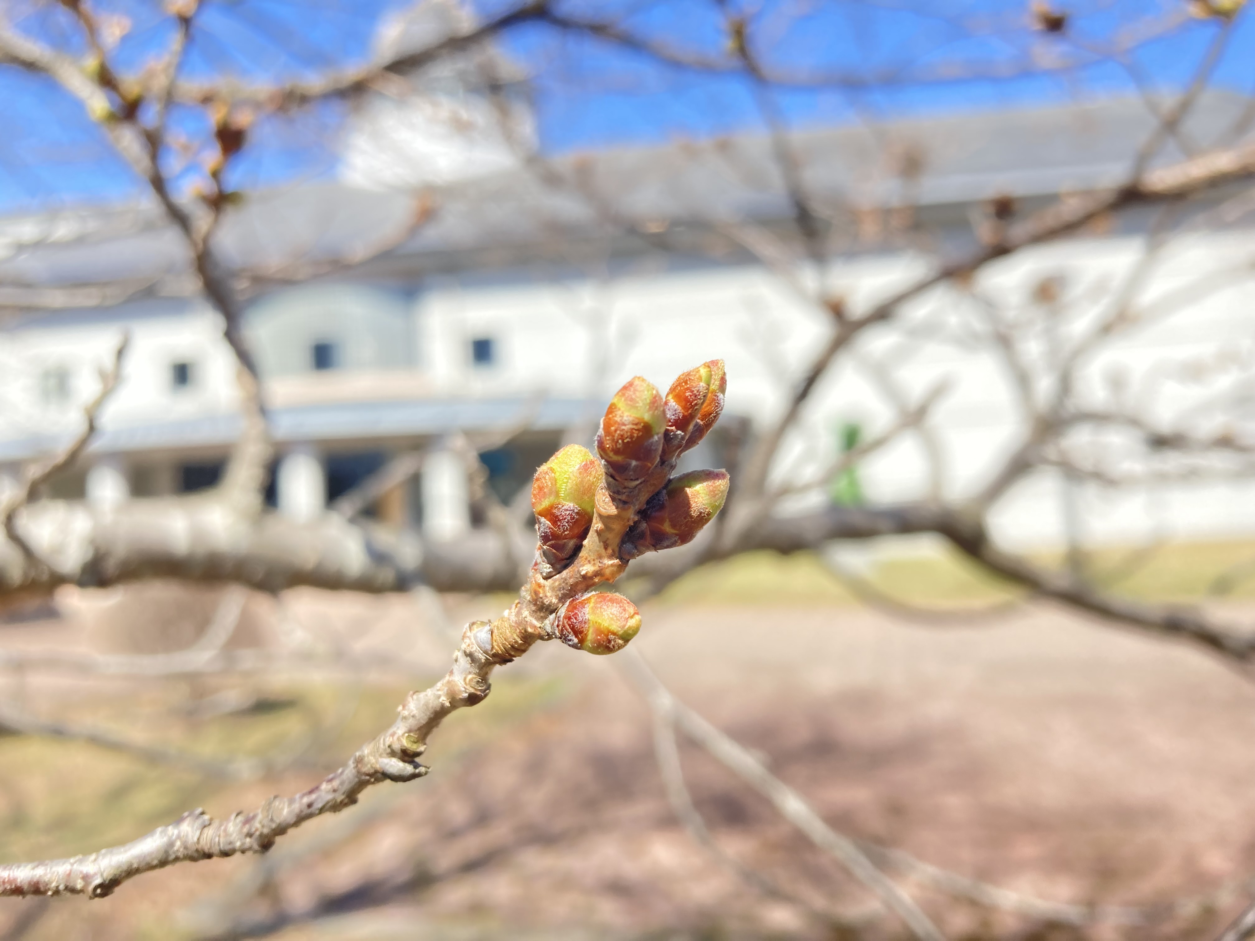 令和4年4月5日撮影　八ヶ岳総合博物館のソメイヨシノは、蕾です。