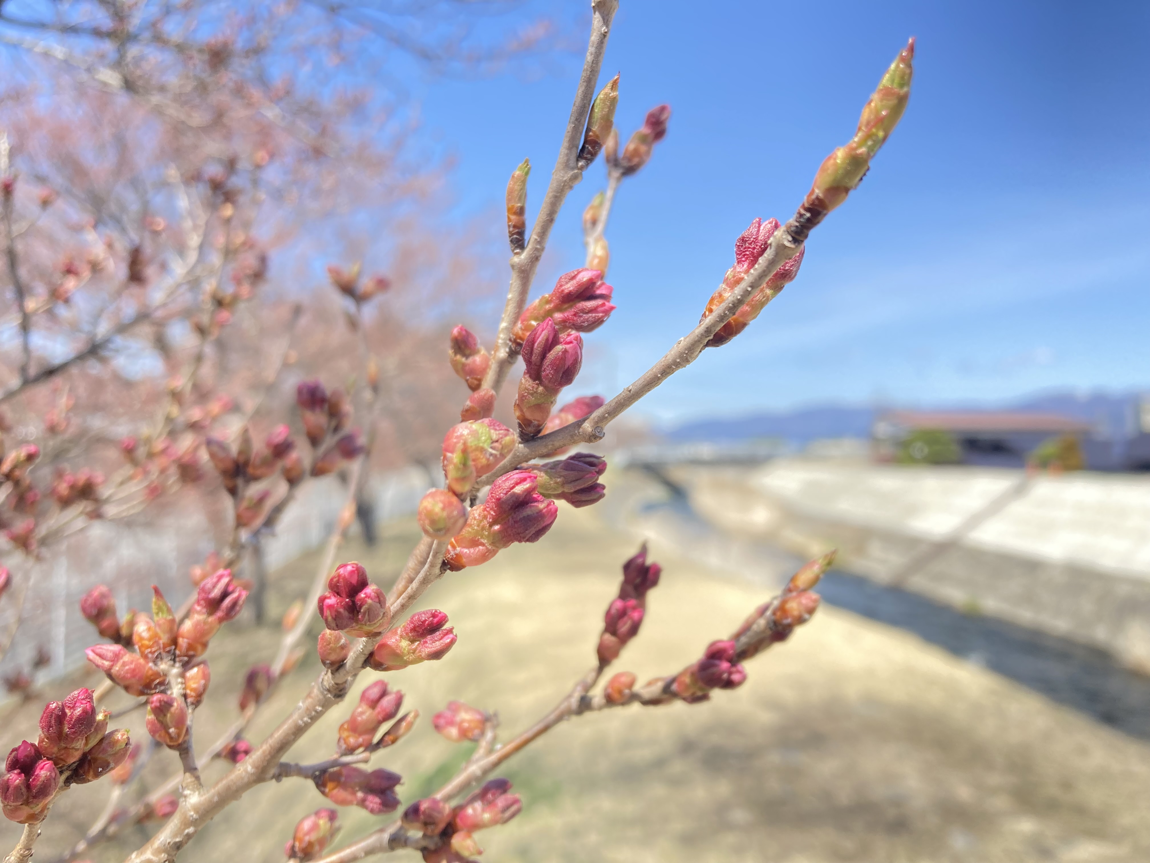 令和4年4月5日撮影　宮川左岸沿いのタカトオコヒガンザクラは、蕾から赤い花が顔を出しています。