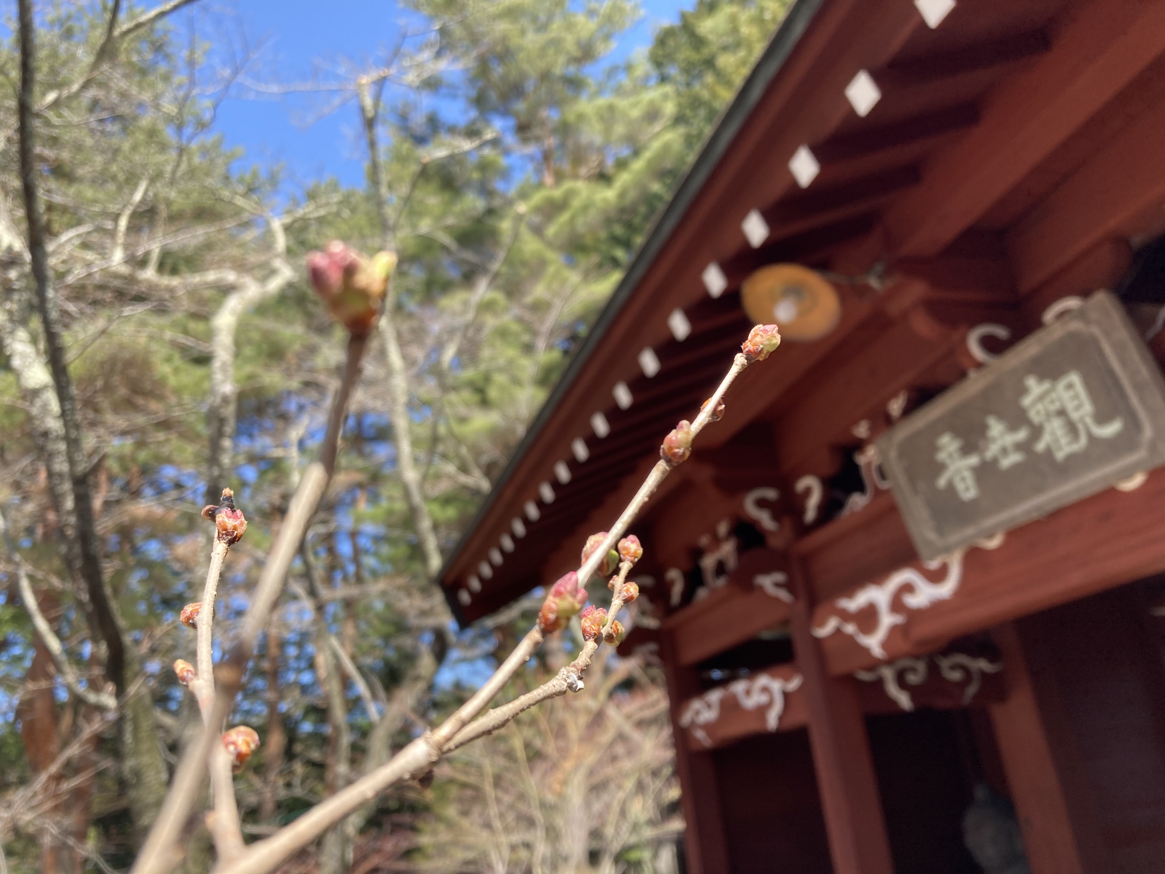 令和4年4月5日撮影　粟沢観音の桜は、蕾です。