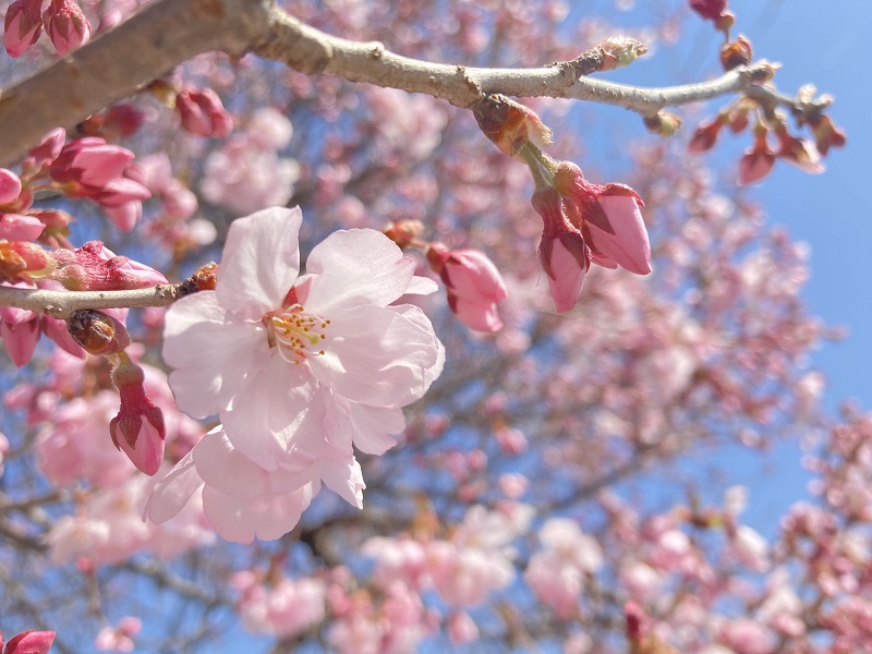 令和4年4月8日撮影　開花