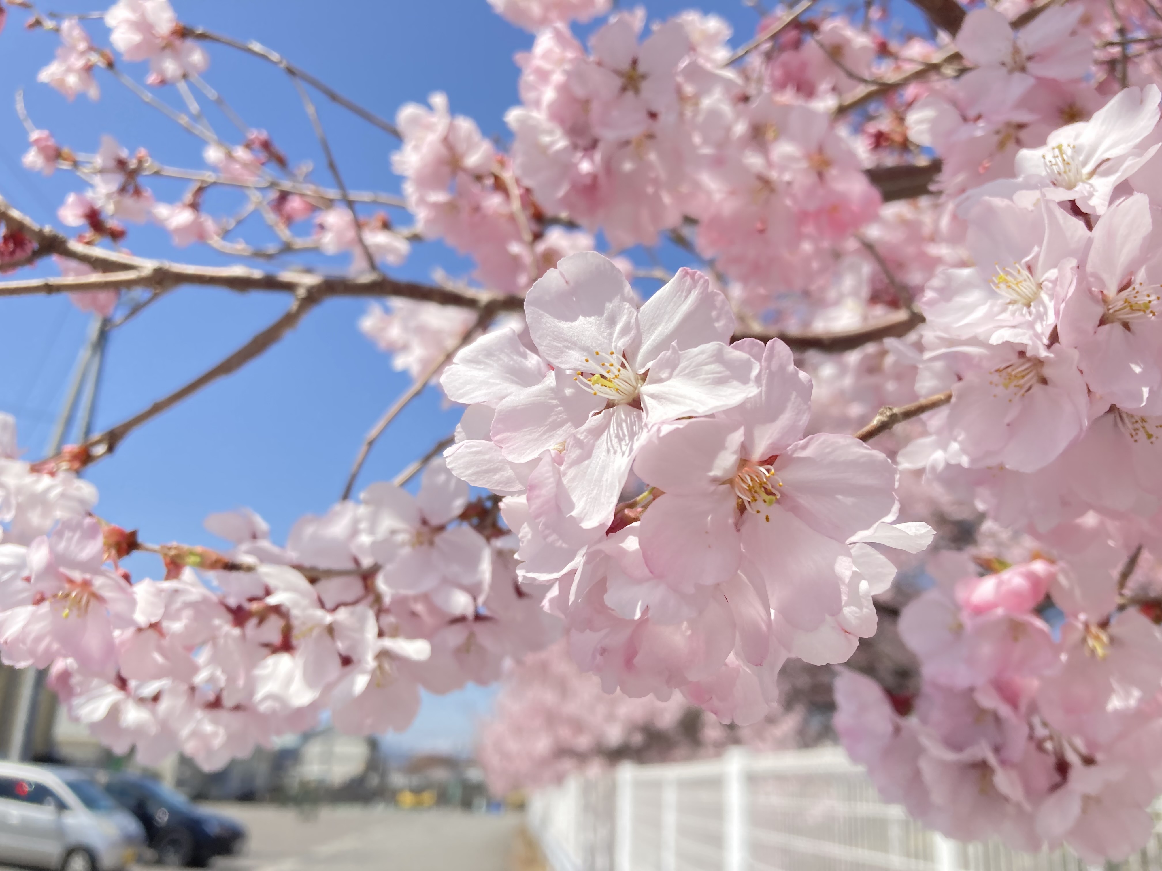 令和4年4月9日　見頃