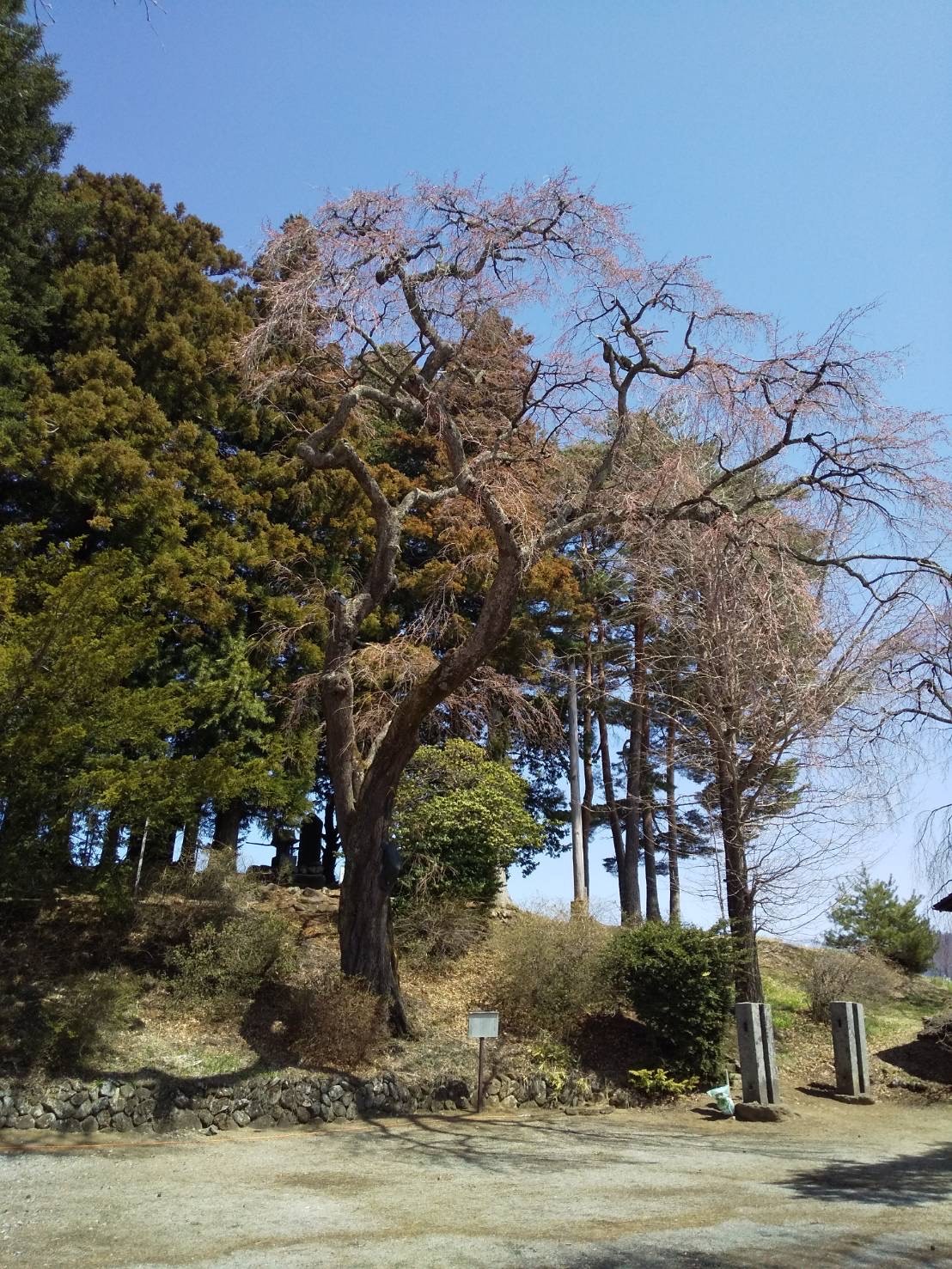 令和4年4月9日　蕾