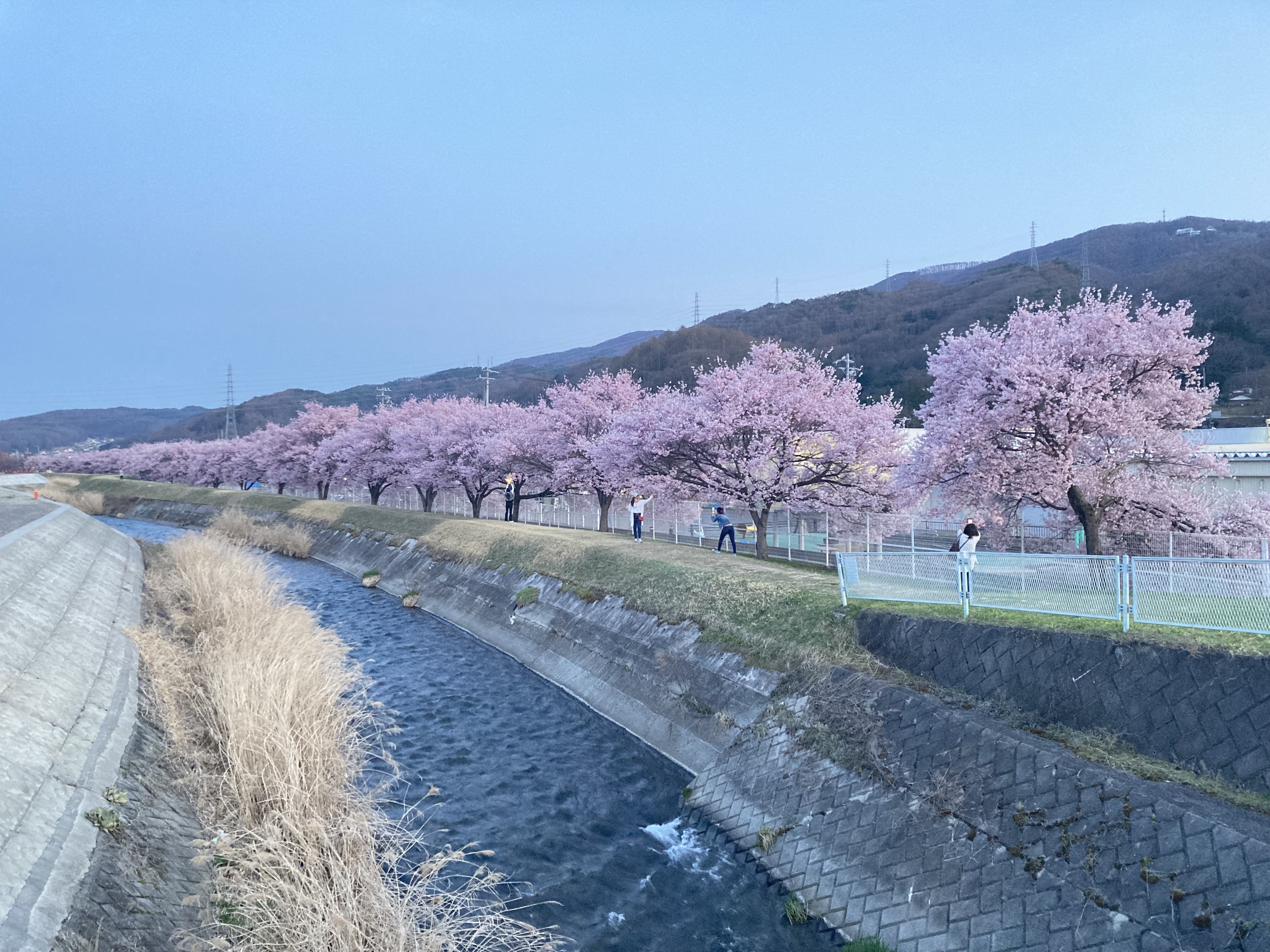 令和4年4月10日撮影　満開