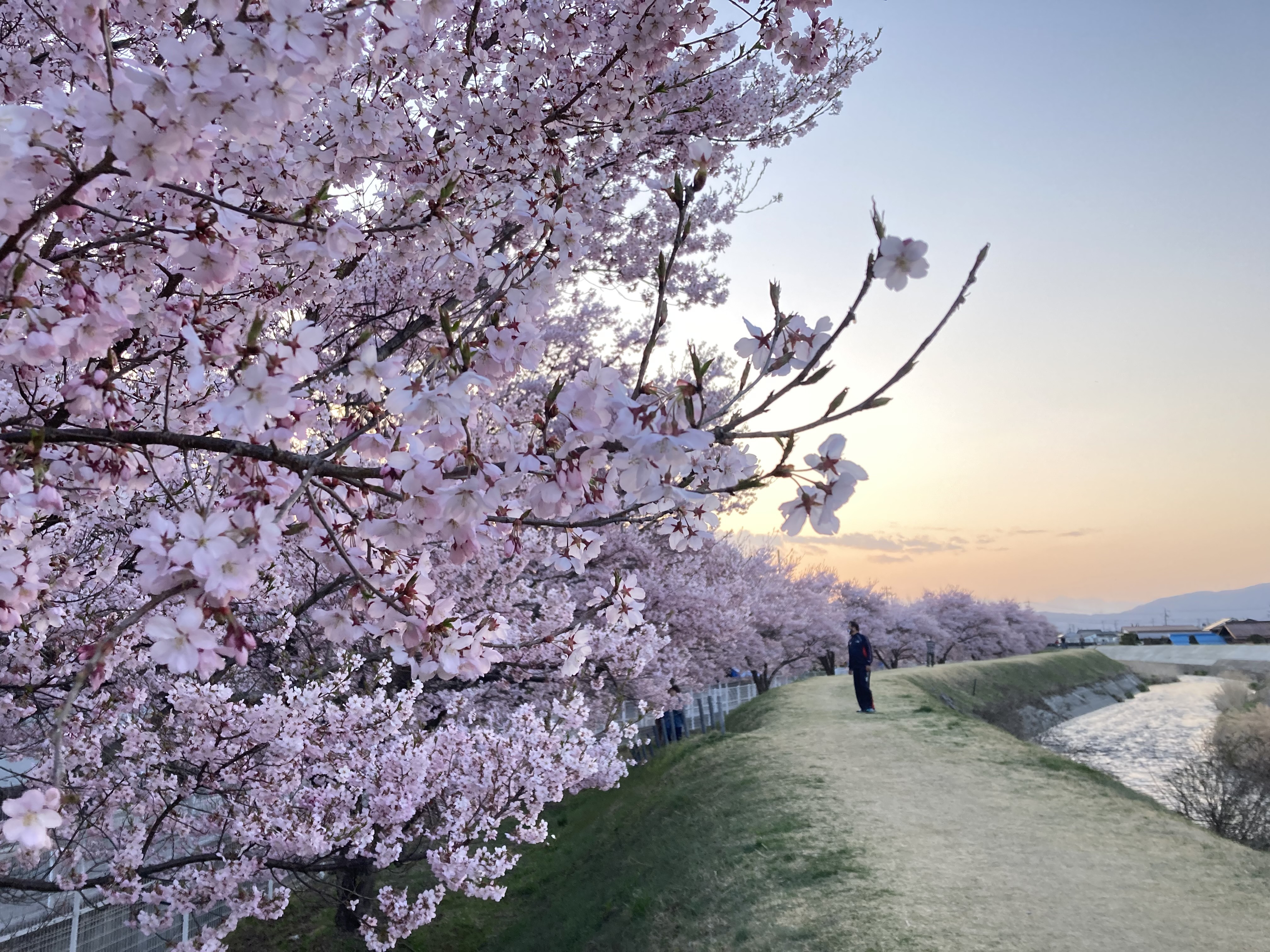 令和4年4月10日撮影　満開