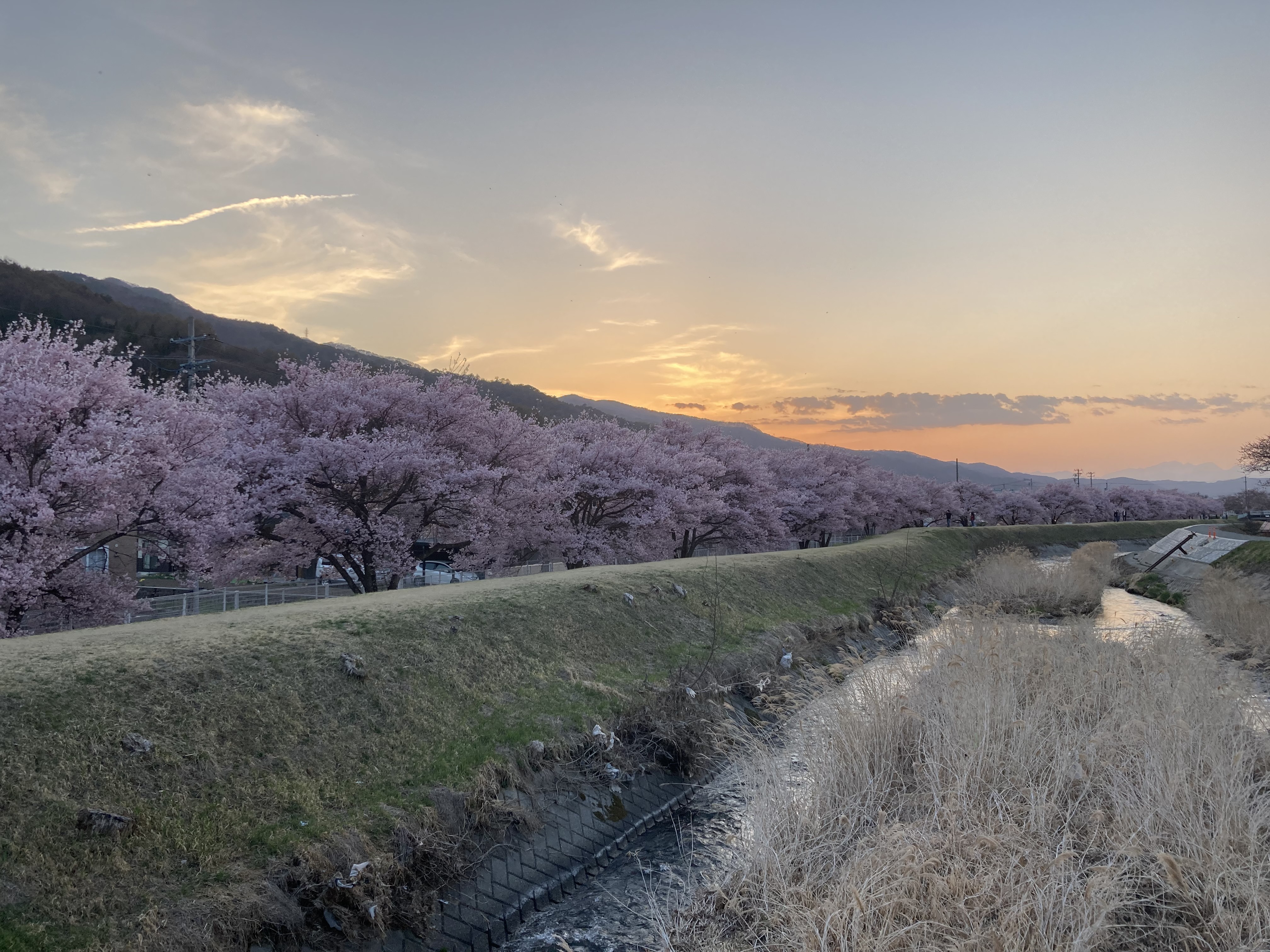 令和4年4月10日撮影　満開