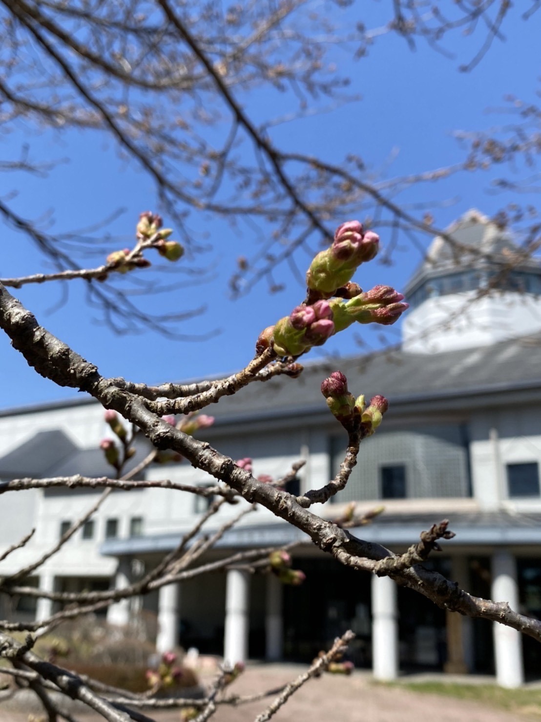 令和4年4月9日撮影　開花間近