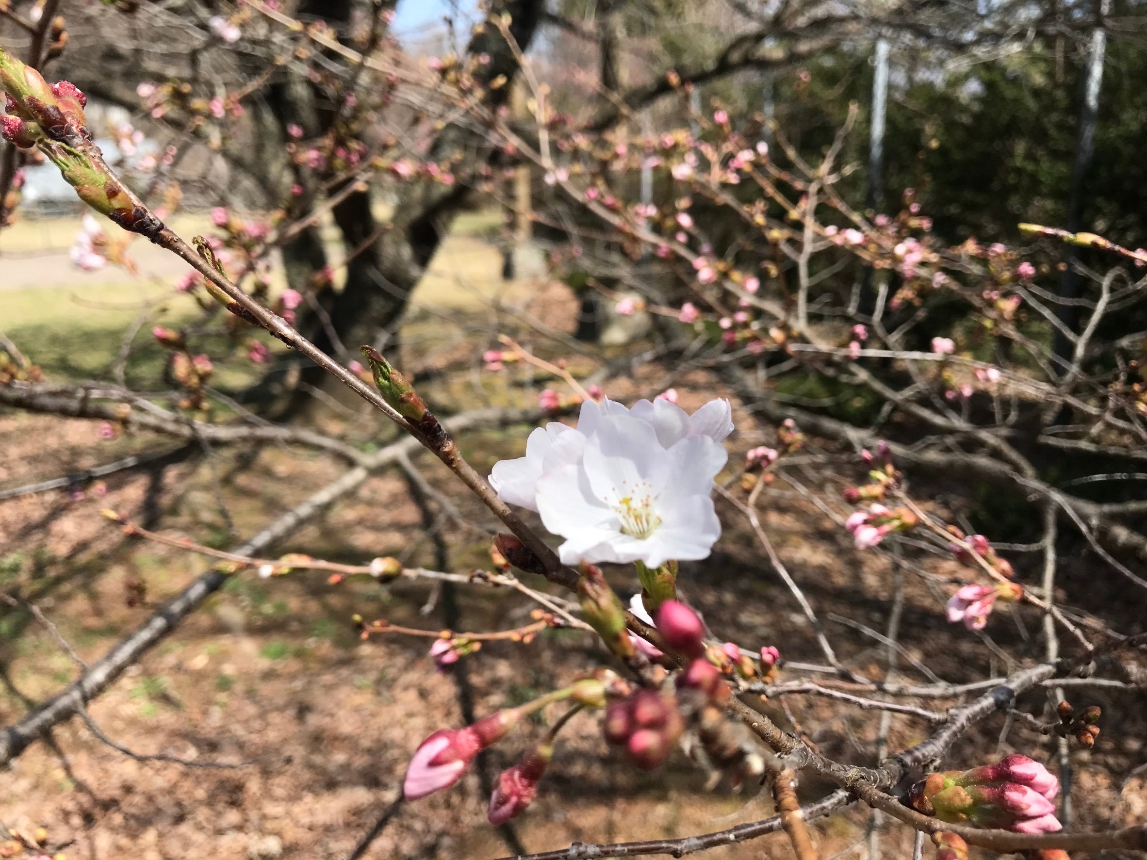 令和4年4月10日撮影　開花