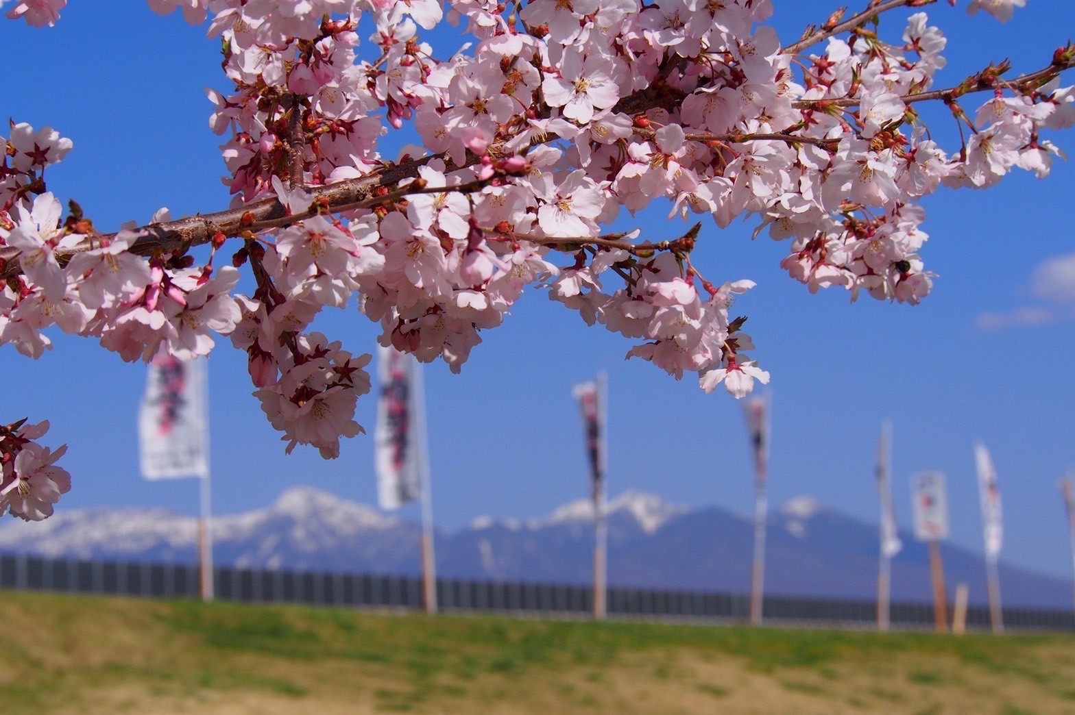 令和4年4月9日撮影