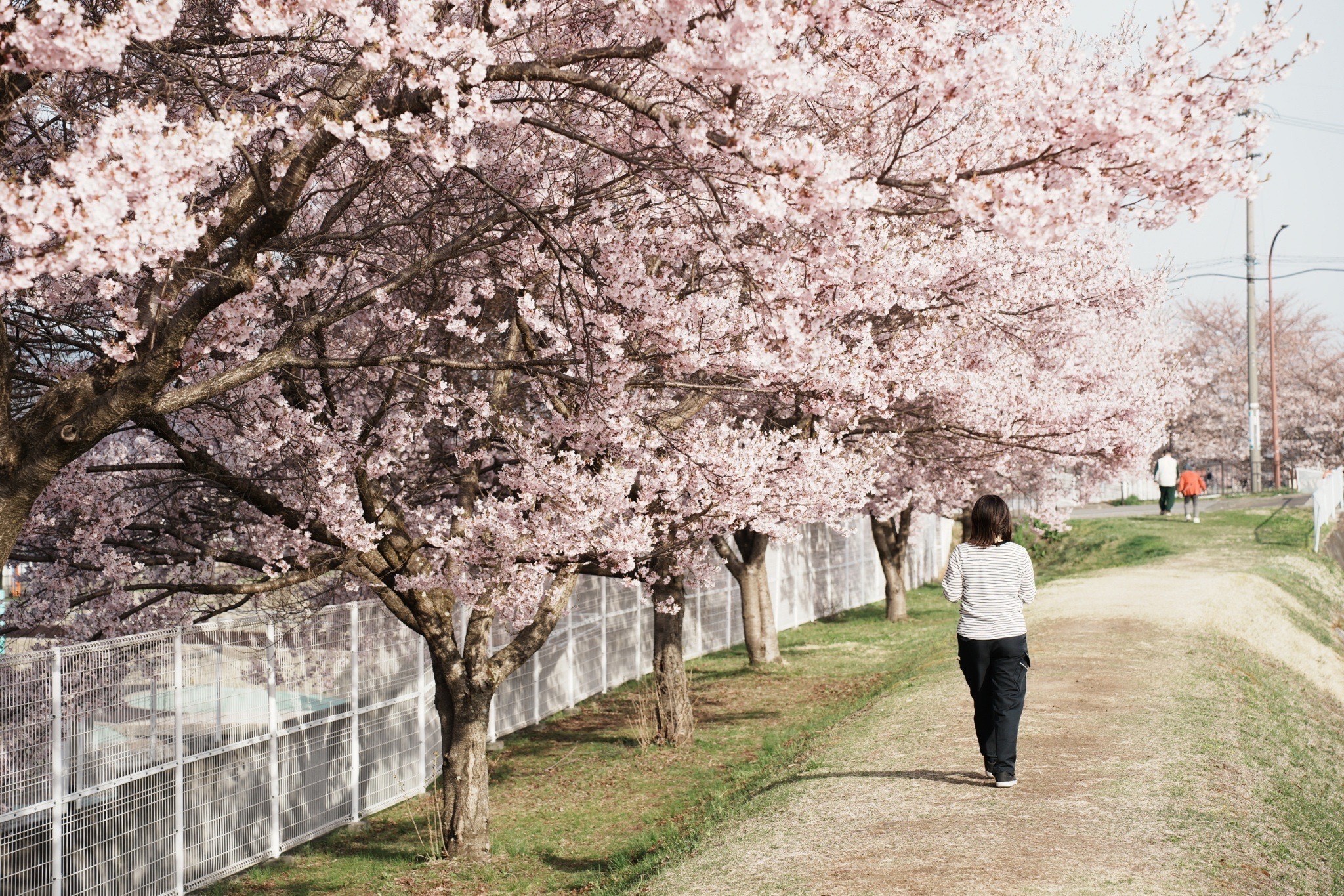 令和4年4月11日撮影