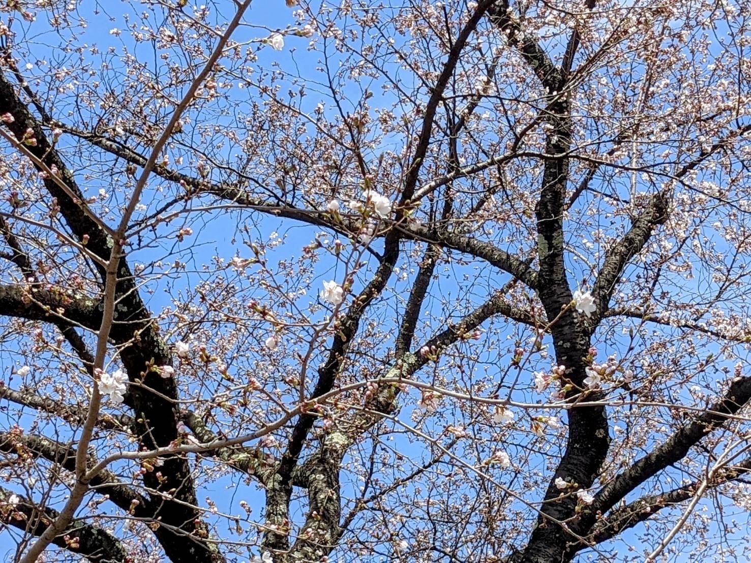 令和4年4月11日撮影