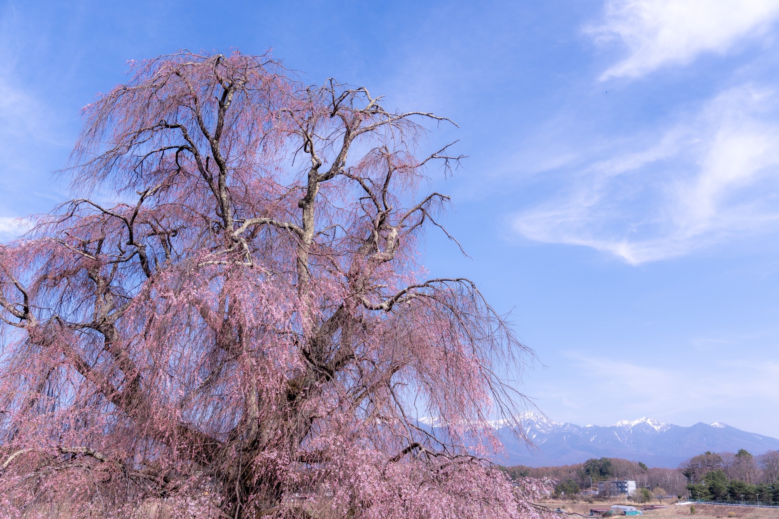 令和4年4月11日撮影