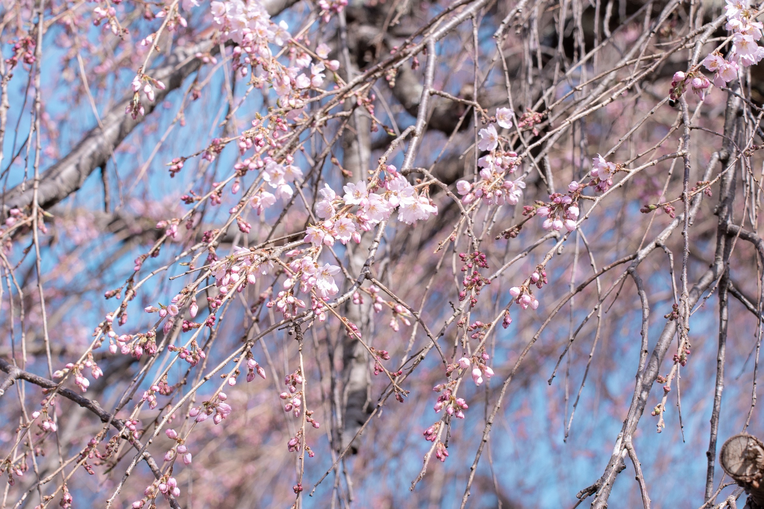 令和4年4月11日撮影