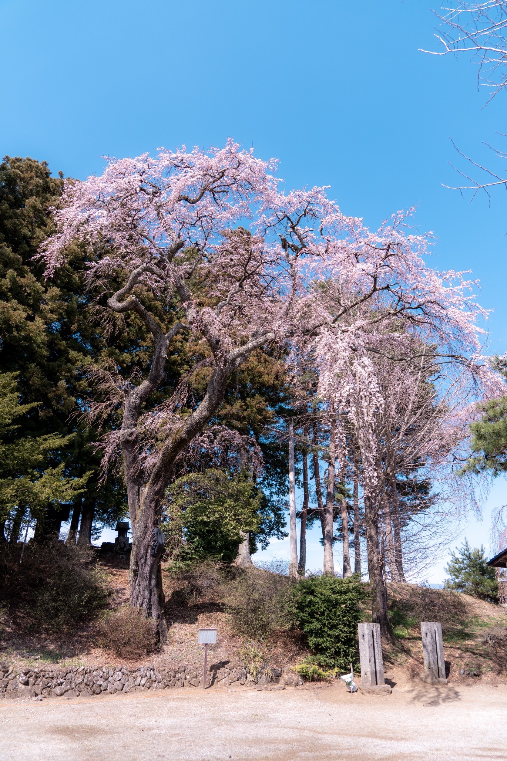 令和4年4月11日撮影