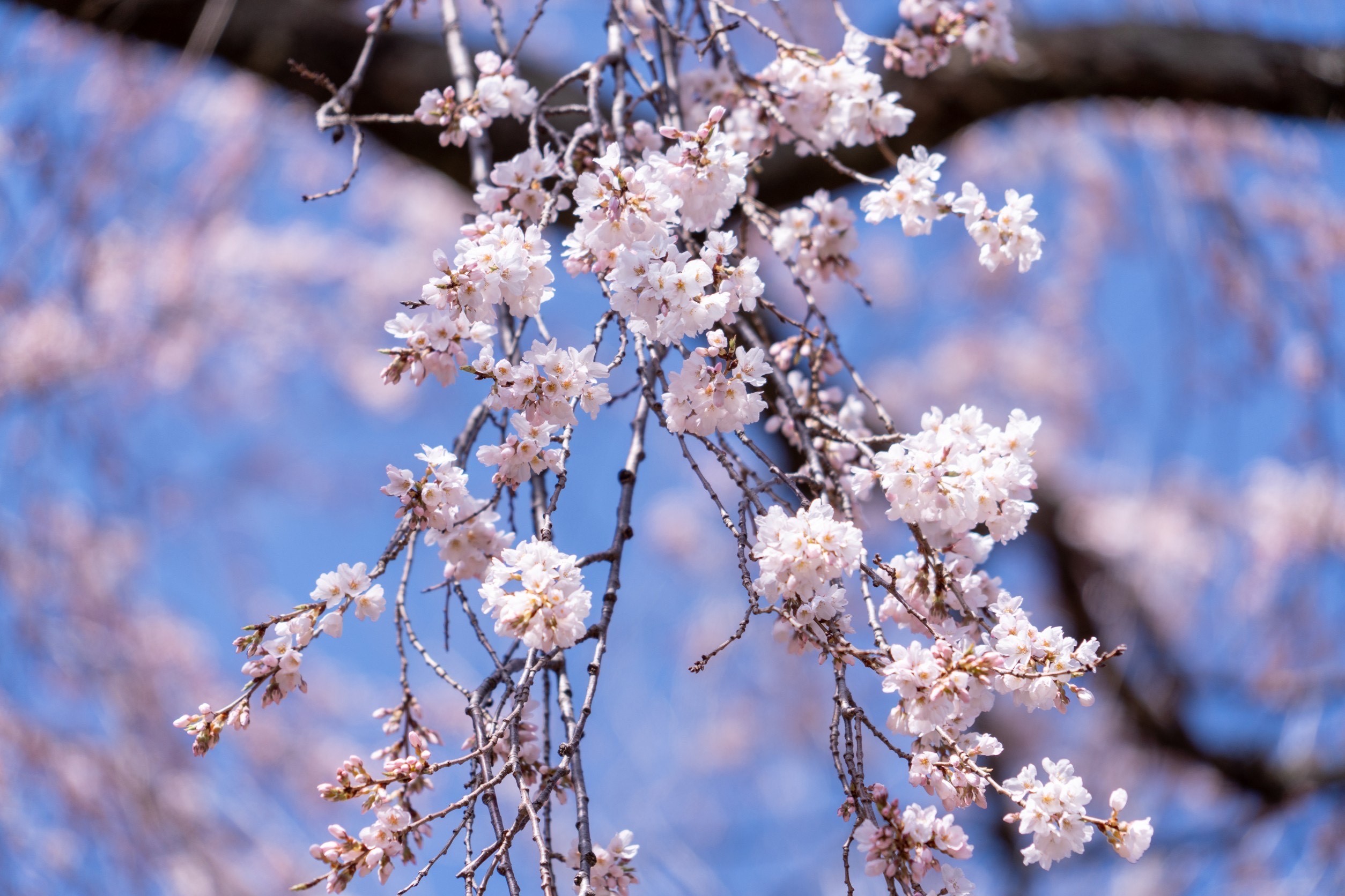 令和4年4月11日撮影