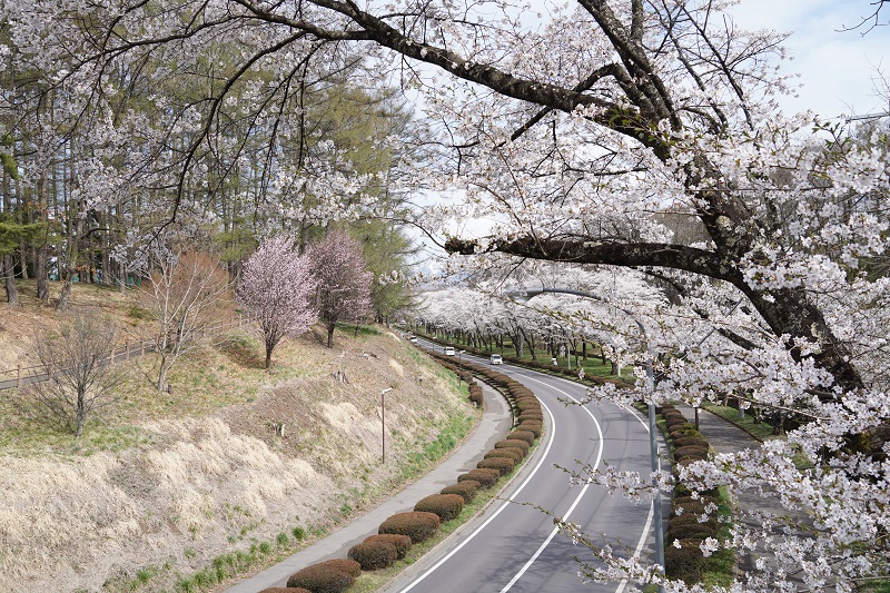 令和4年4月13日撮影