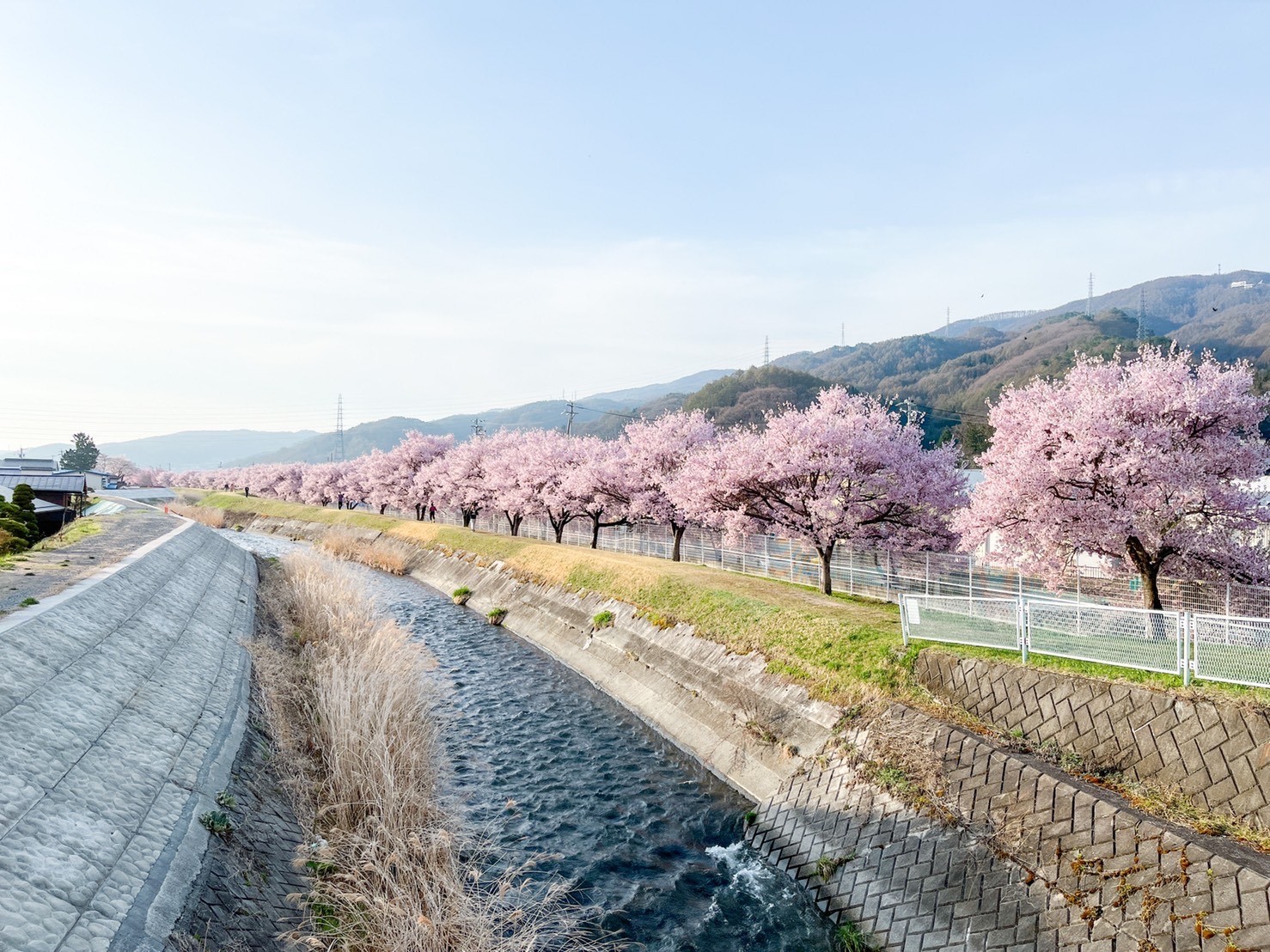 令和4年4月12日撮影