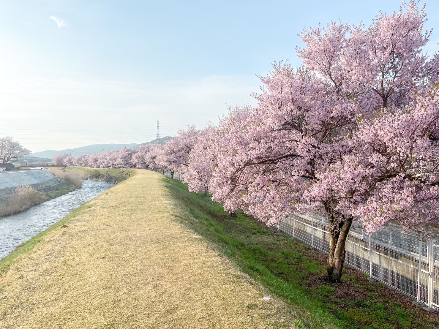 令和4年4月12日撮影