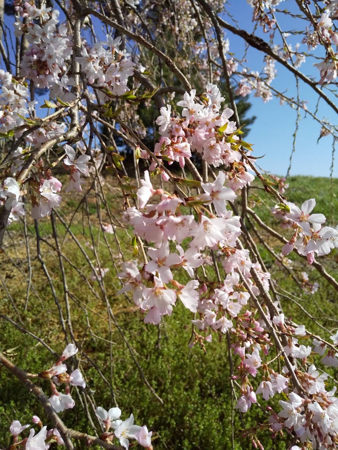 令和4年4月12日撮影