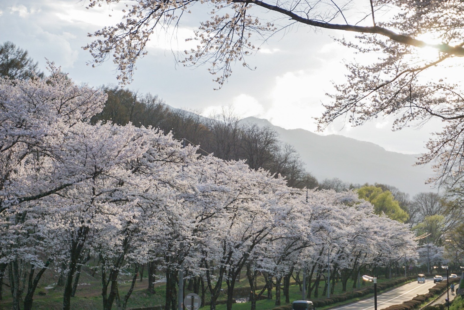 令和4年4月13日撮影