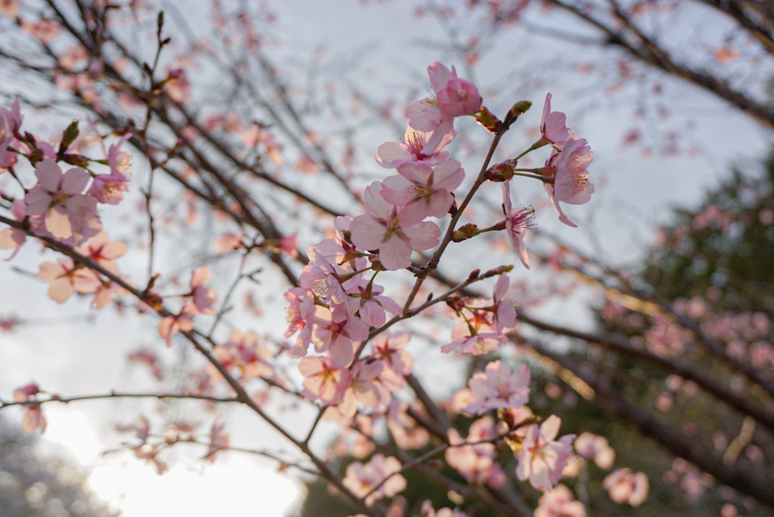 令和4年4月13日撮影