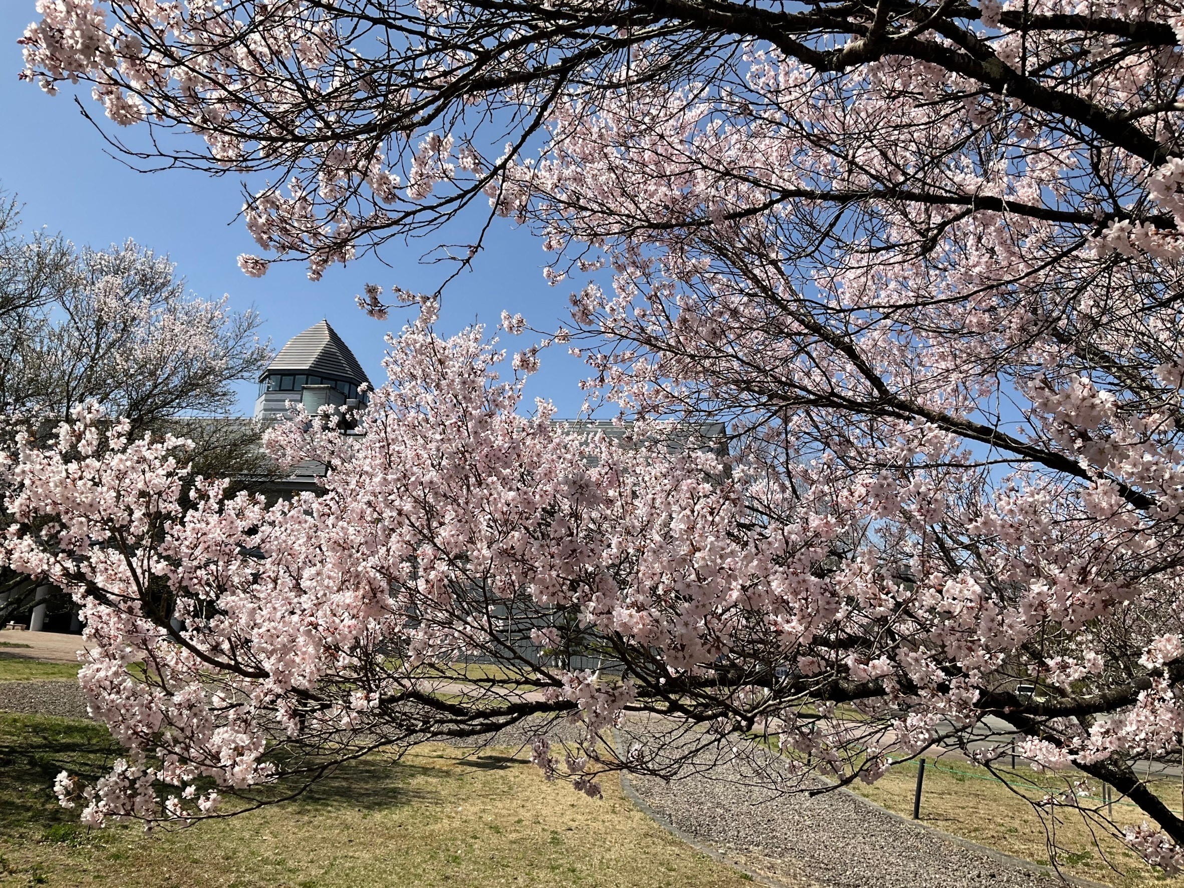 令和4年4月13日撮影