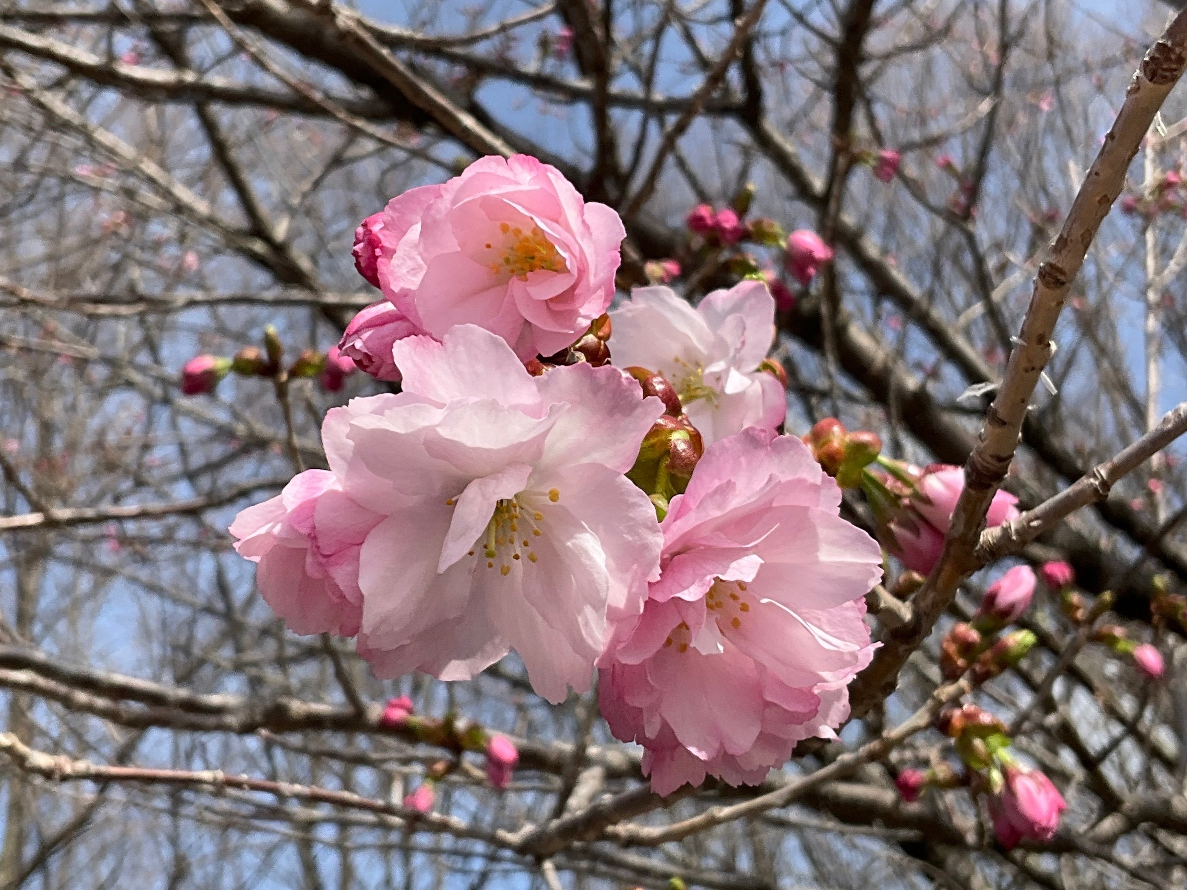 令和4年4月13日撮影