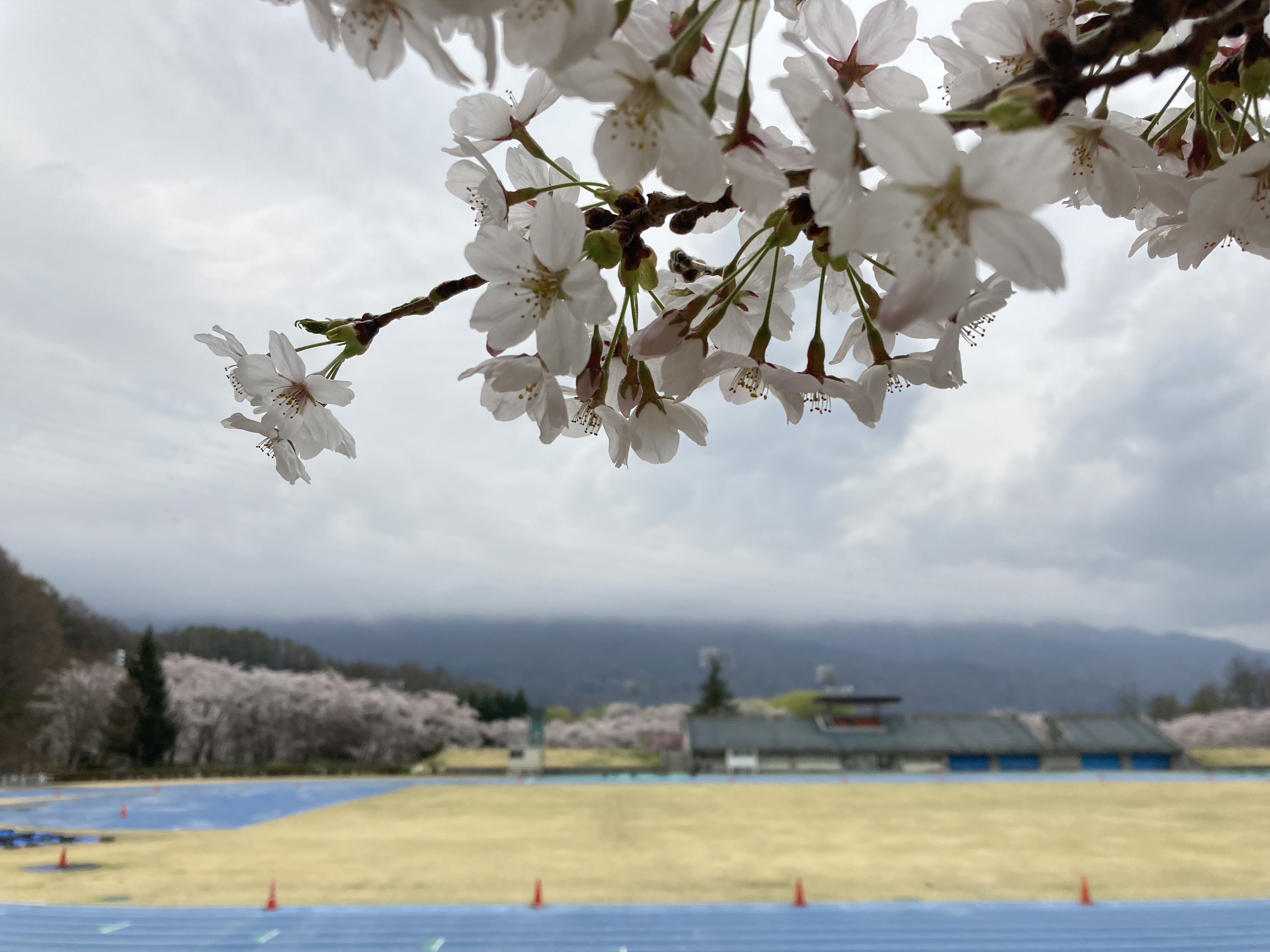 令和4年4月14日撮影